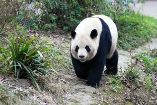 埃利奥特本场数据：1粒进球7次关键传球，获评全场最高9.0分